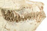 Exquisite Fossil Oreodont (Leptauchenia) Skull - South Dakota #217189-6
